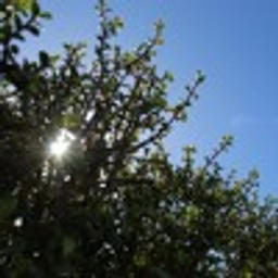 TLO HO MAMELA (Extended)