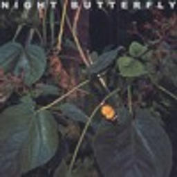 Night Butterfly