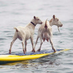 Von D featuring Phephe